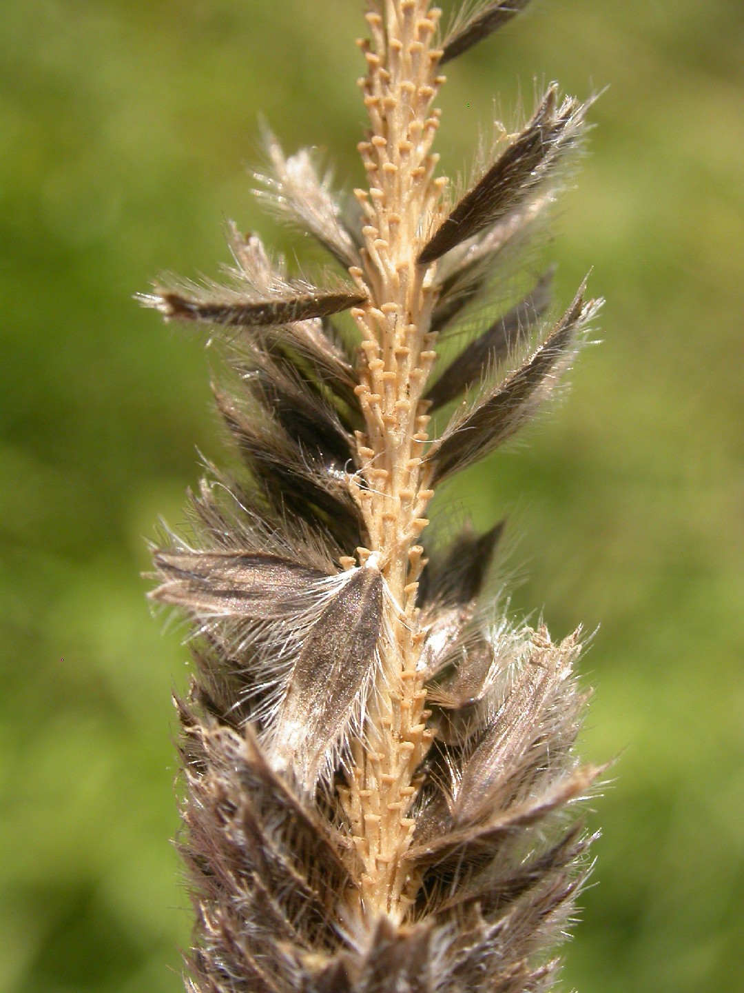 Лисохвост вздутый (Alopecurus arundinaceus) - PictureThis