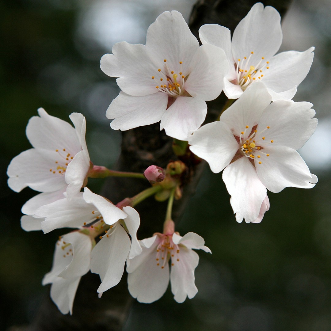 Cerezo del Japón (Prunus serrulata) - PictureThis