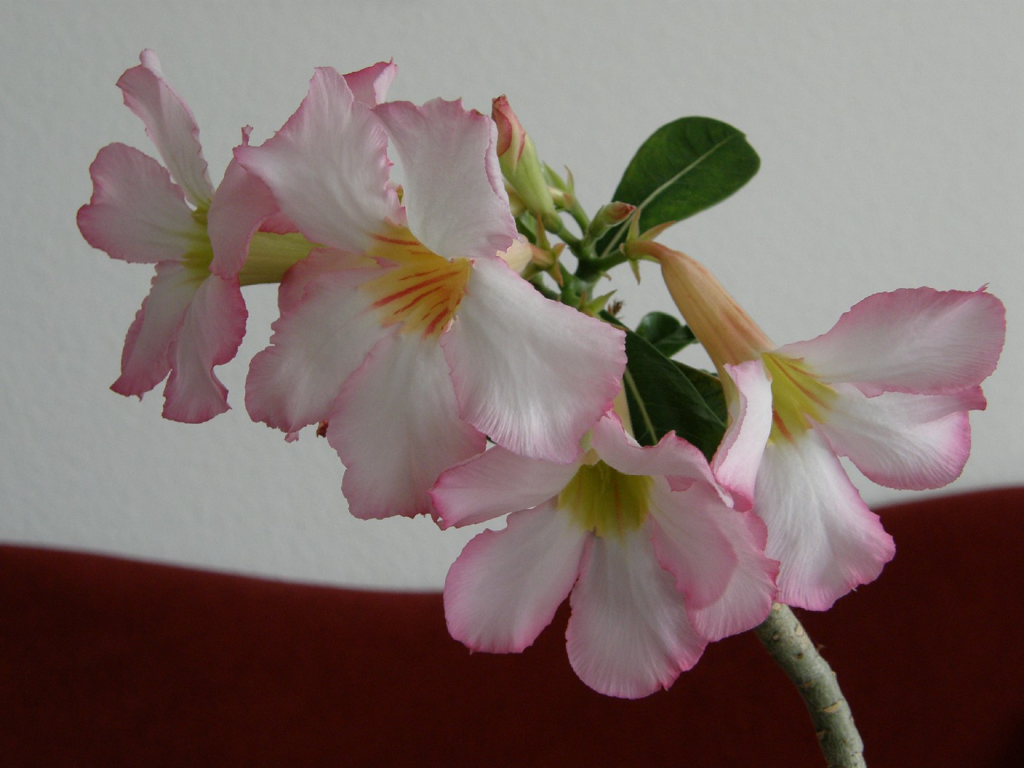 Adenium Obesum Desert Rose Cynthia