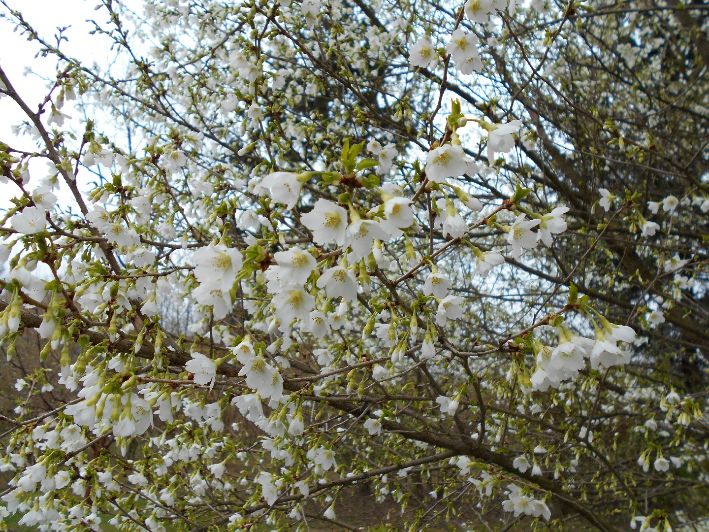 Un Delicato Germoglio e la fioritura del Prunus – Ciliegio da fiore –  Incantesimo fiorito