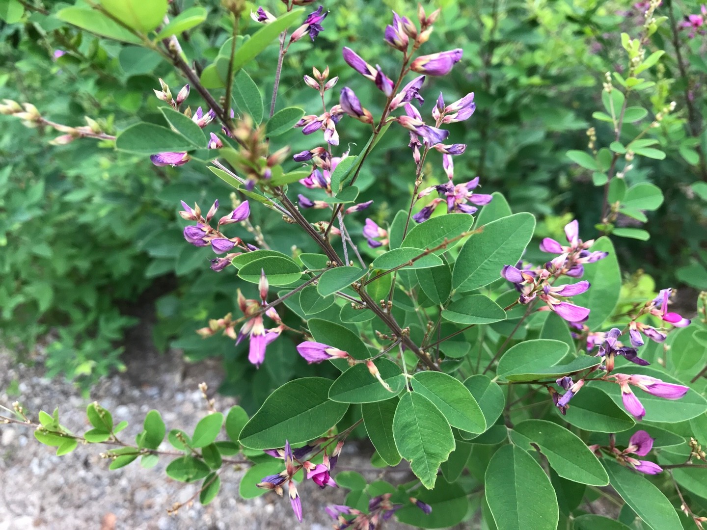 ヤマハギ（山萩）の判定方法 (Lespedeza bicolor)