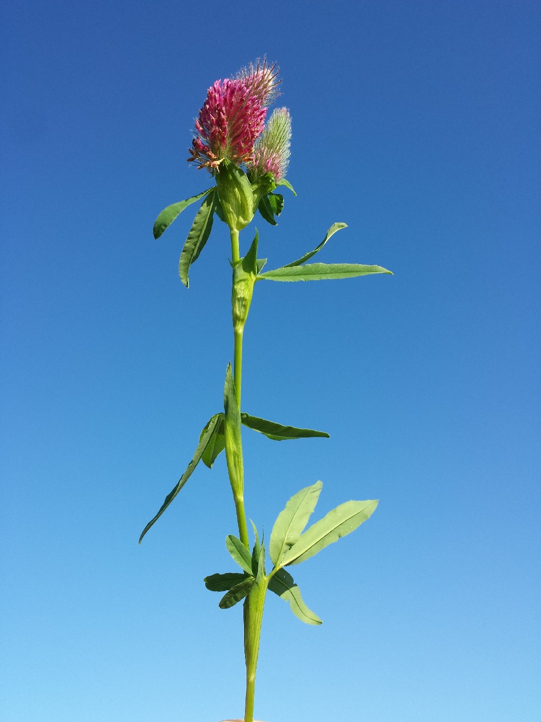 Клевер красный (Trifolium rubens) - PictureThis