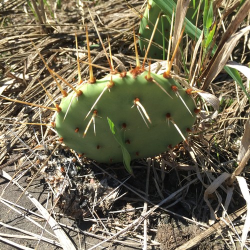 Twist spine prickly pear (Opuntia macrorhiza) Flower, Leaf, Care, Uses - PictureThis