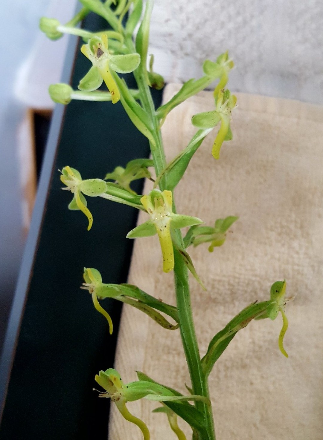 卵脣粉蝶蘭 Platanthera Minor Picturethis