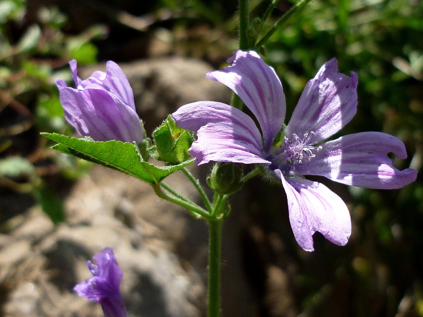 Common mallow Care (Watering, Fertilize, Pruning, Propagation) - PictureThis