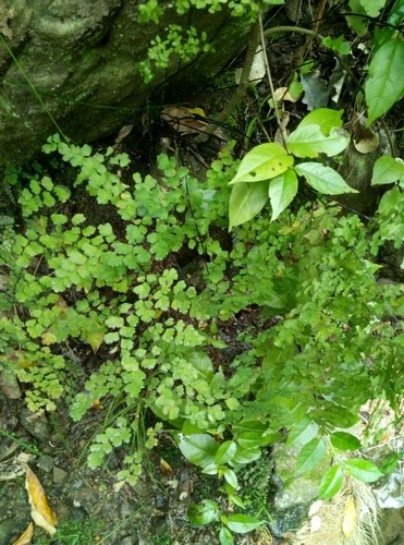 Klasifikasi adiantum outlet raddianum