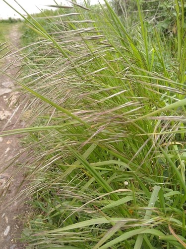 Brome stérile Graminées annuelles