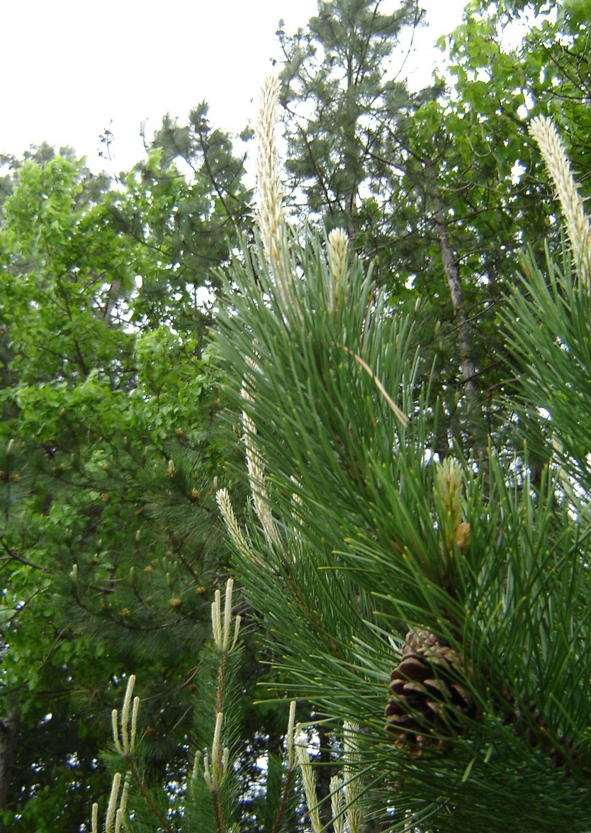 Les fleurs du pin noir ( Pinus nigra ) - La nature en Lorraine au fil des  saisons
