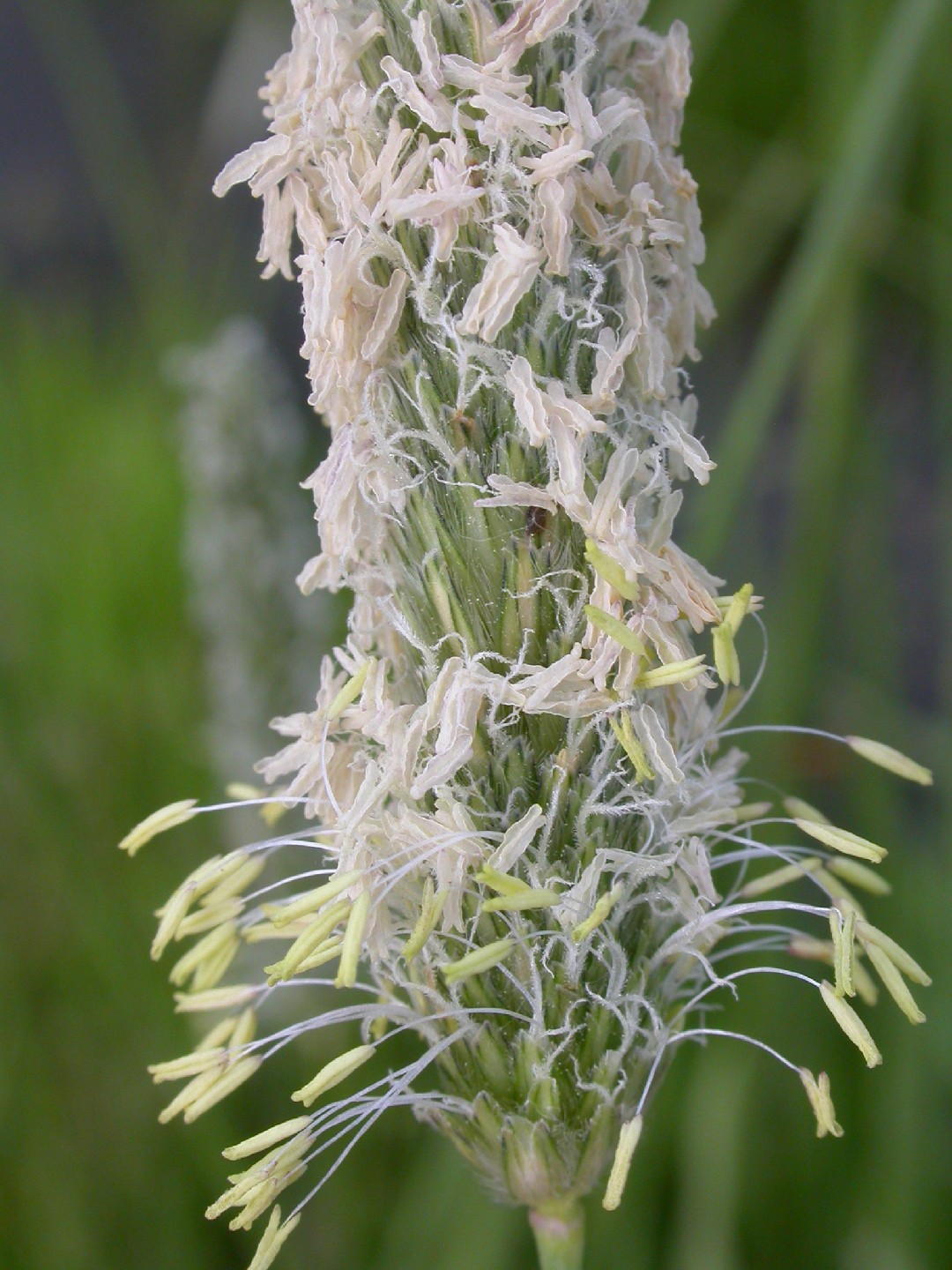 Лисохвост вздутый (Alopecurus arundinaceus) - PictureThis