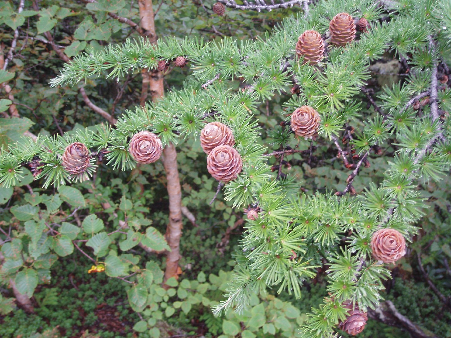 Лиственница тонкочешуйчатая (Larix kaempferi) - PictureThis