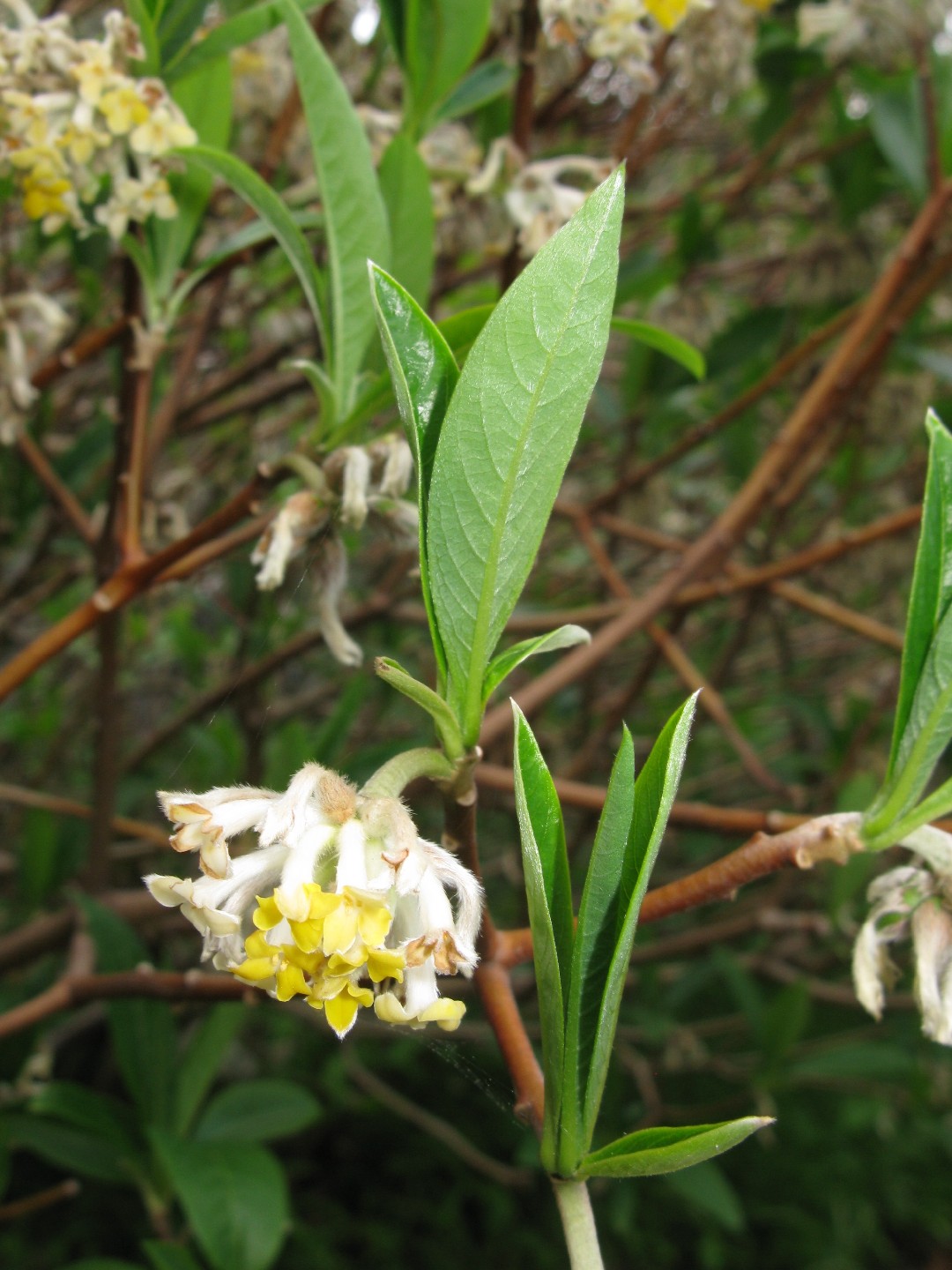 Paperbush (Edgeworthia chrysantha) Flower, Leaf, Care, Uses