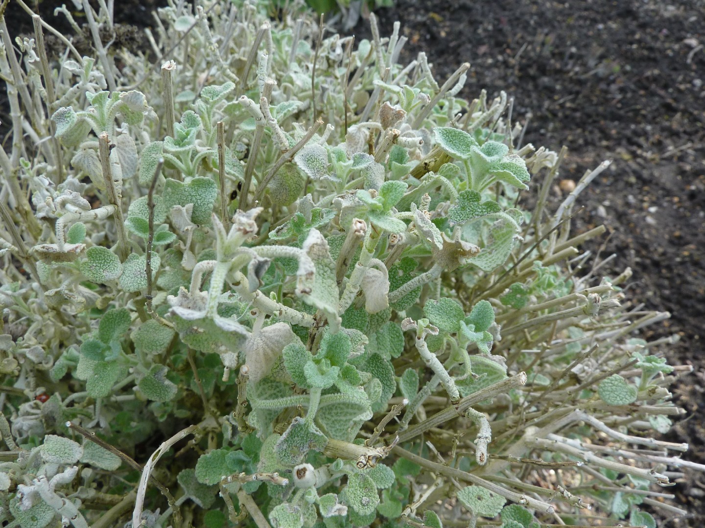 バロタ・プセウドディクタムヌス (Ballota Pseudodictamnus) 花言葉，毒性，よくある質問 - PictureThis