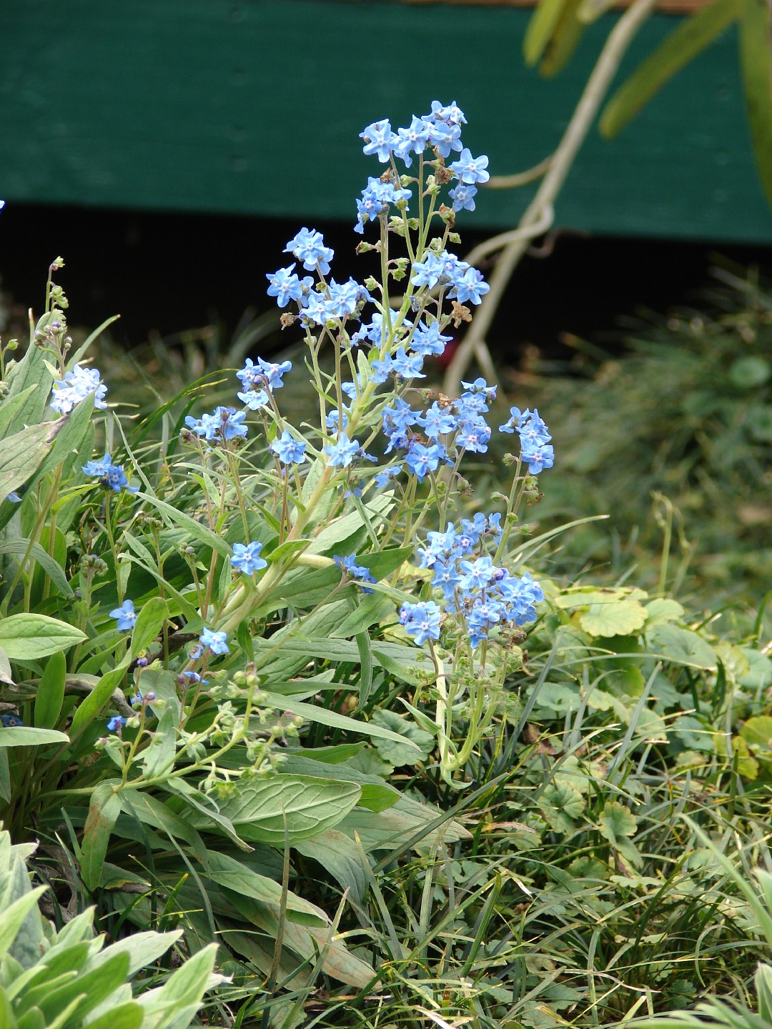 Cynoglossum amabile 'Blue Showers' Tall Chinese Forget-Me-Not