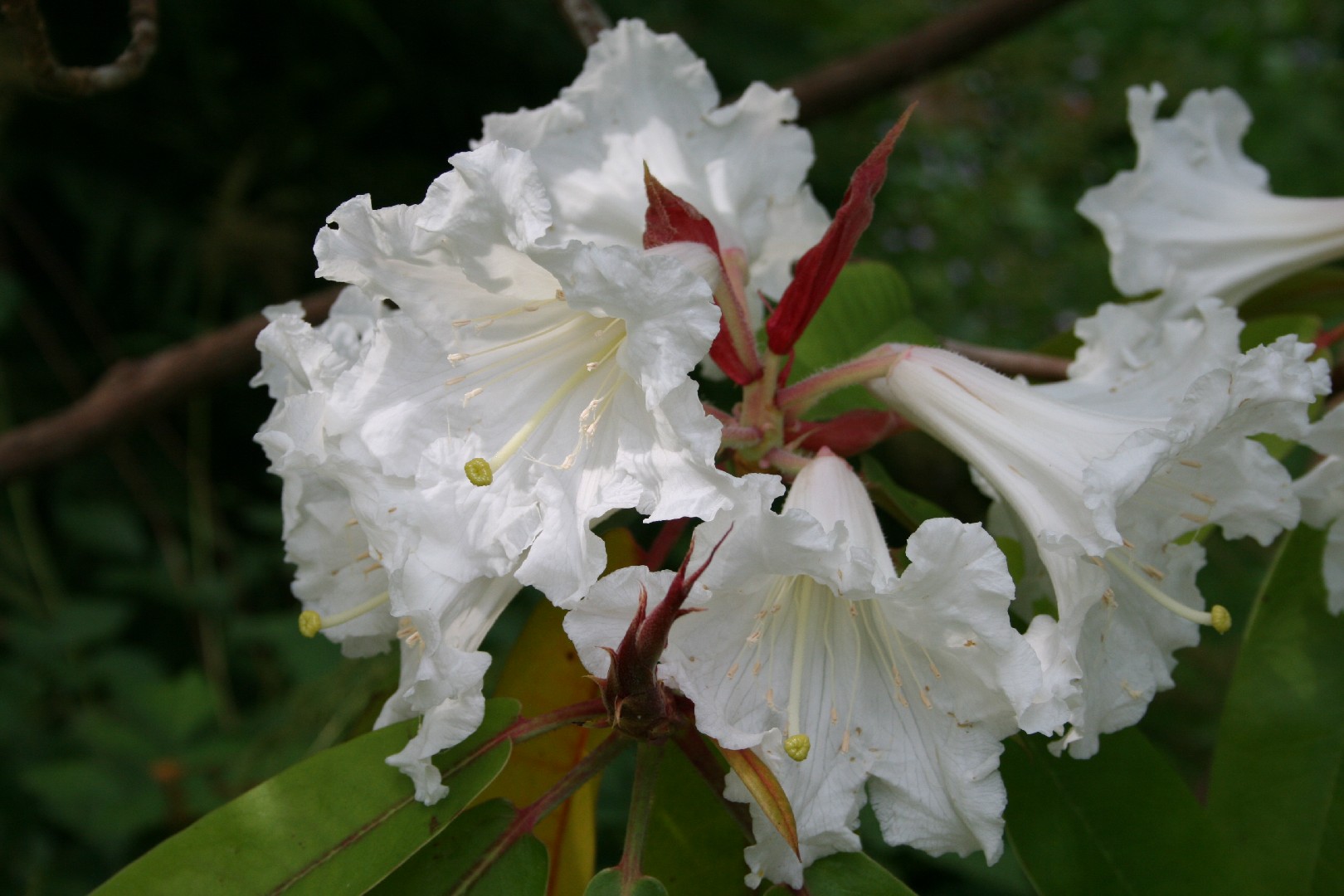 Rhododendron subg. Rhododendron