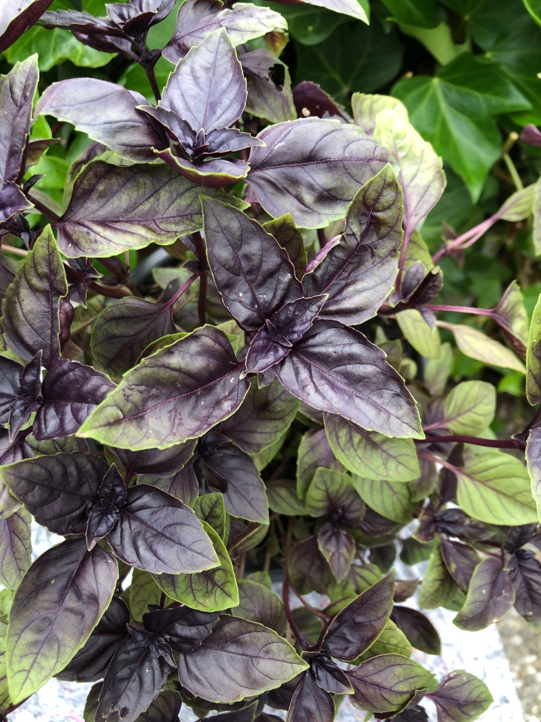 Sweet basil Dark Opal Care Watering Fertilize Pruning