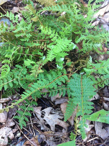 ミヤマイワデンダ (Woodsia ilvensis) - PictureThis