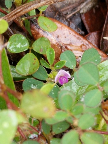 Desmodium triflorum