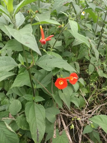 Edera-lasciava in gloria di mattina (Ipomoea hederifolia) piantina