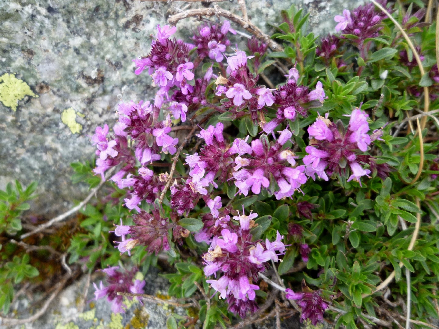 Тимьян блошиный (Thymus pulegioides) - PictureThis