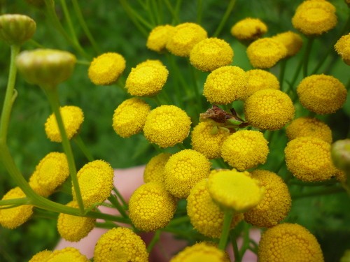 Common Tansy (Tanacetum Vulgare) Flower, Leaf, Care, Uses - PictureThis