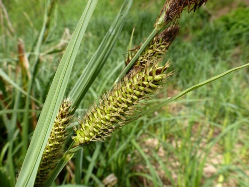 Greater Pond Sedge Facts, Care & Planting Guide (Carex riparia)