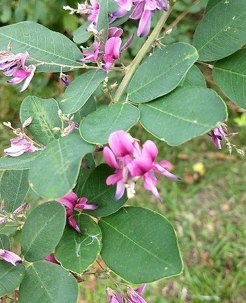 ヤマハギ（山萩）の判定方法 (Lespedeza bicolor)