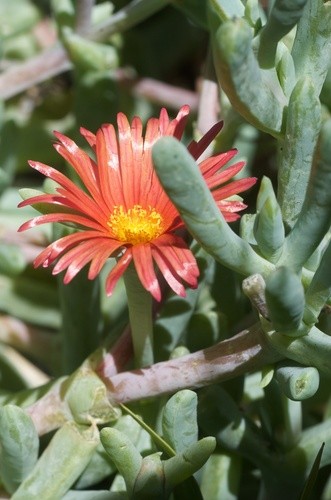 Coppery mesemb (Malephora crocea) Flower, Leaf, Care, Uses - PictureThis