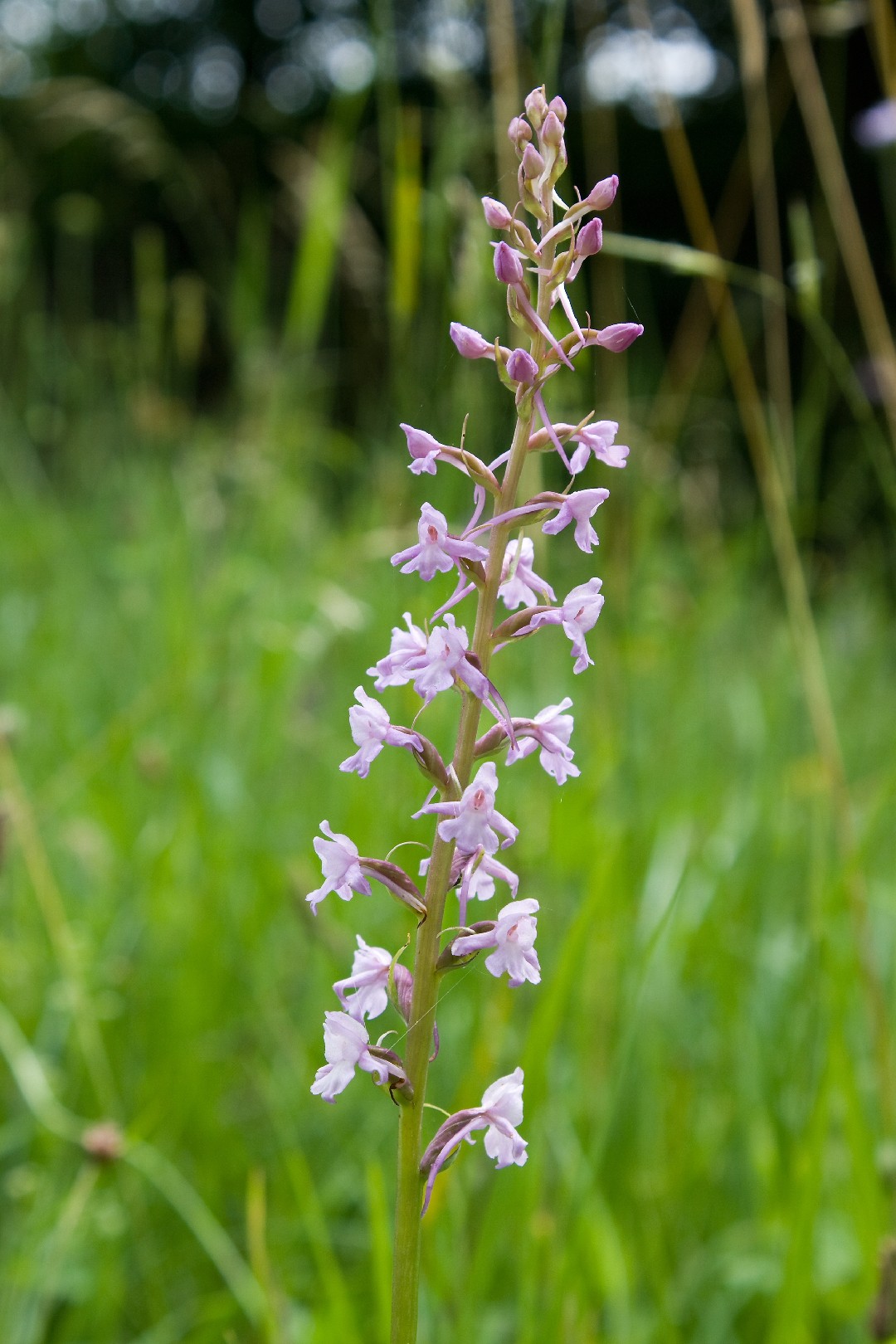 Manina Rosea (Gymnadenia conopsea) - PictureThis