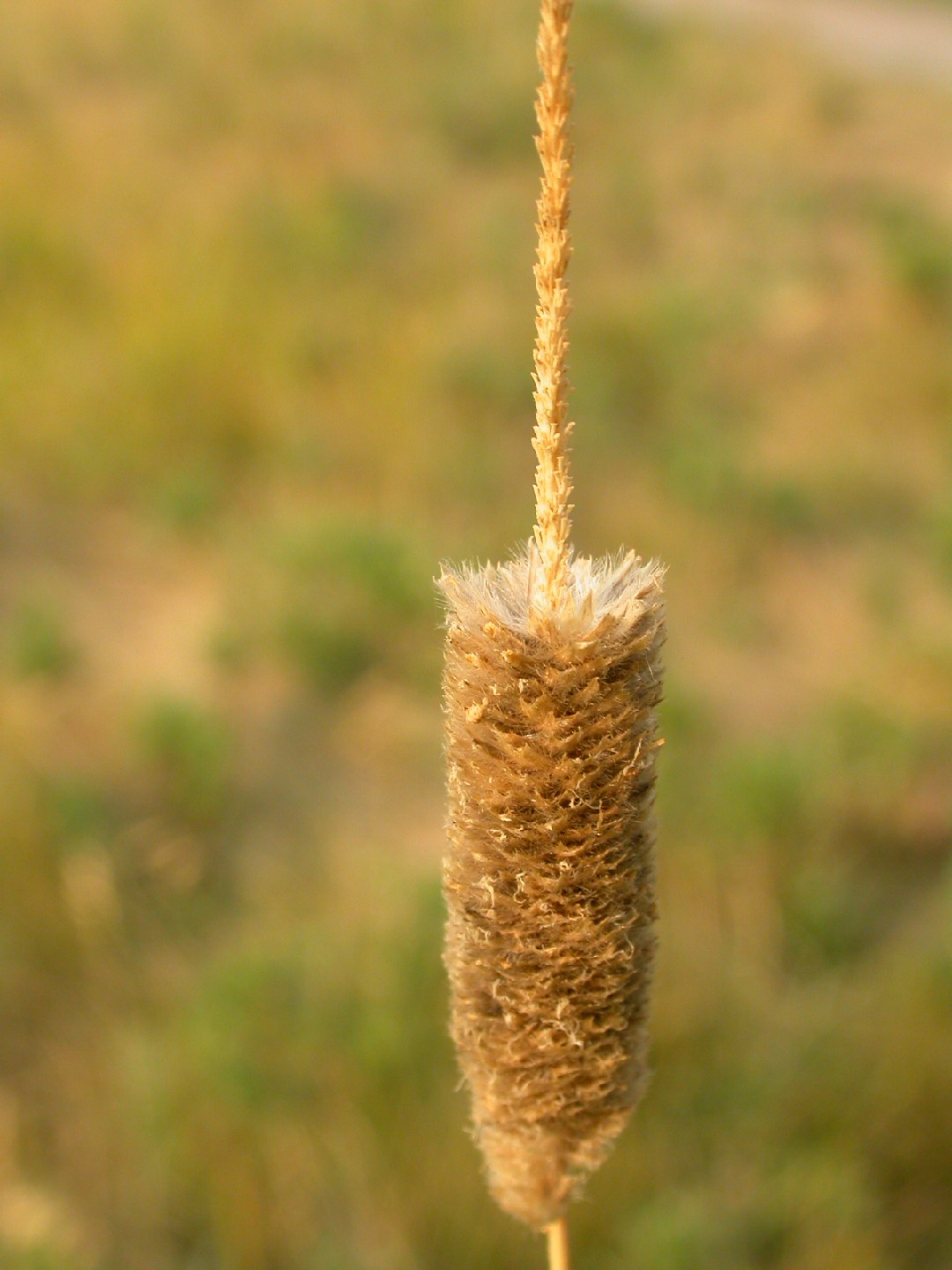 Лисохвост вздутый (Alopecurus arundinaceus) - PictureThis