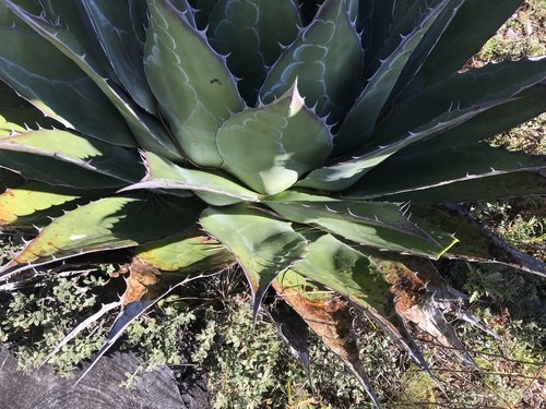 Agave montanaの育て方・栽培方法