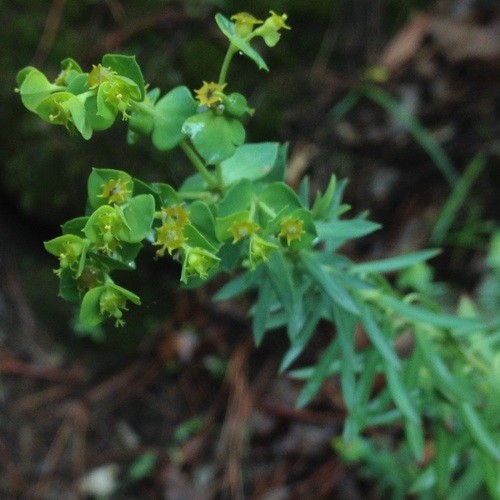 especie invasora frondosa spurge