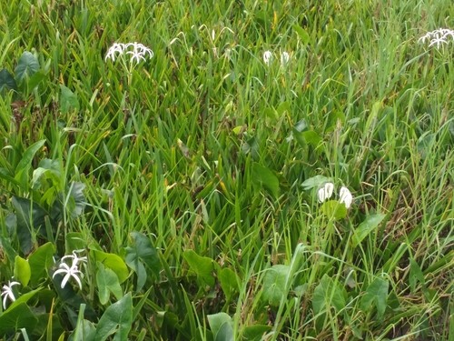 Lirio de pantano (Crinum americanum) - PictureThis