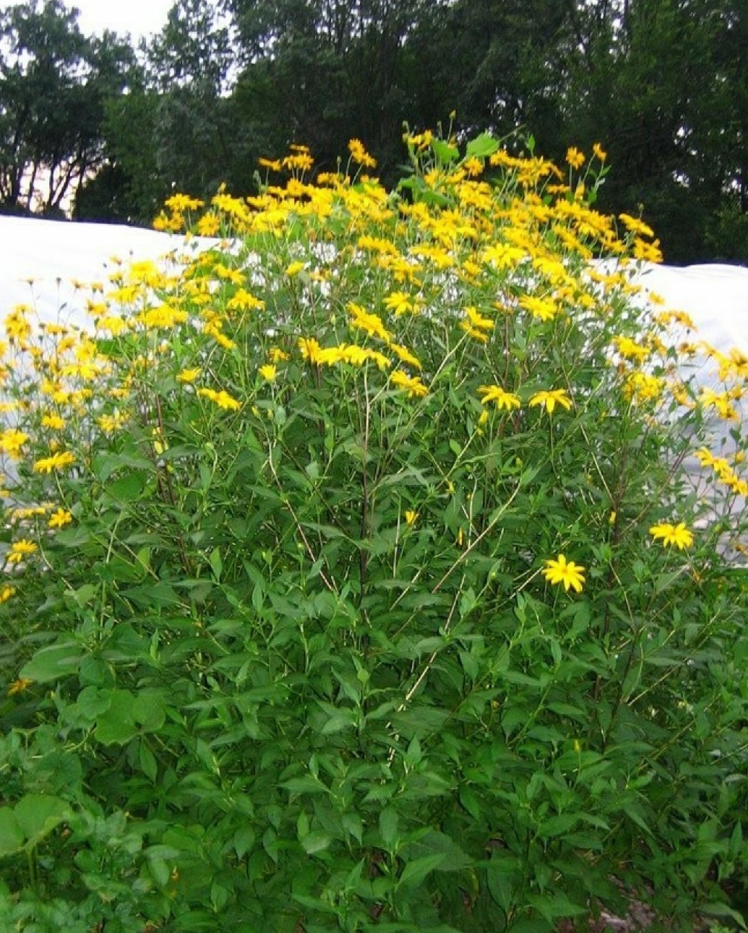 Топинамбур Helianthus tuberosus