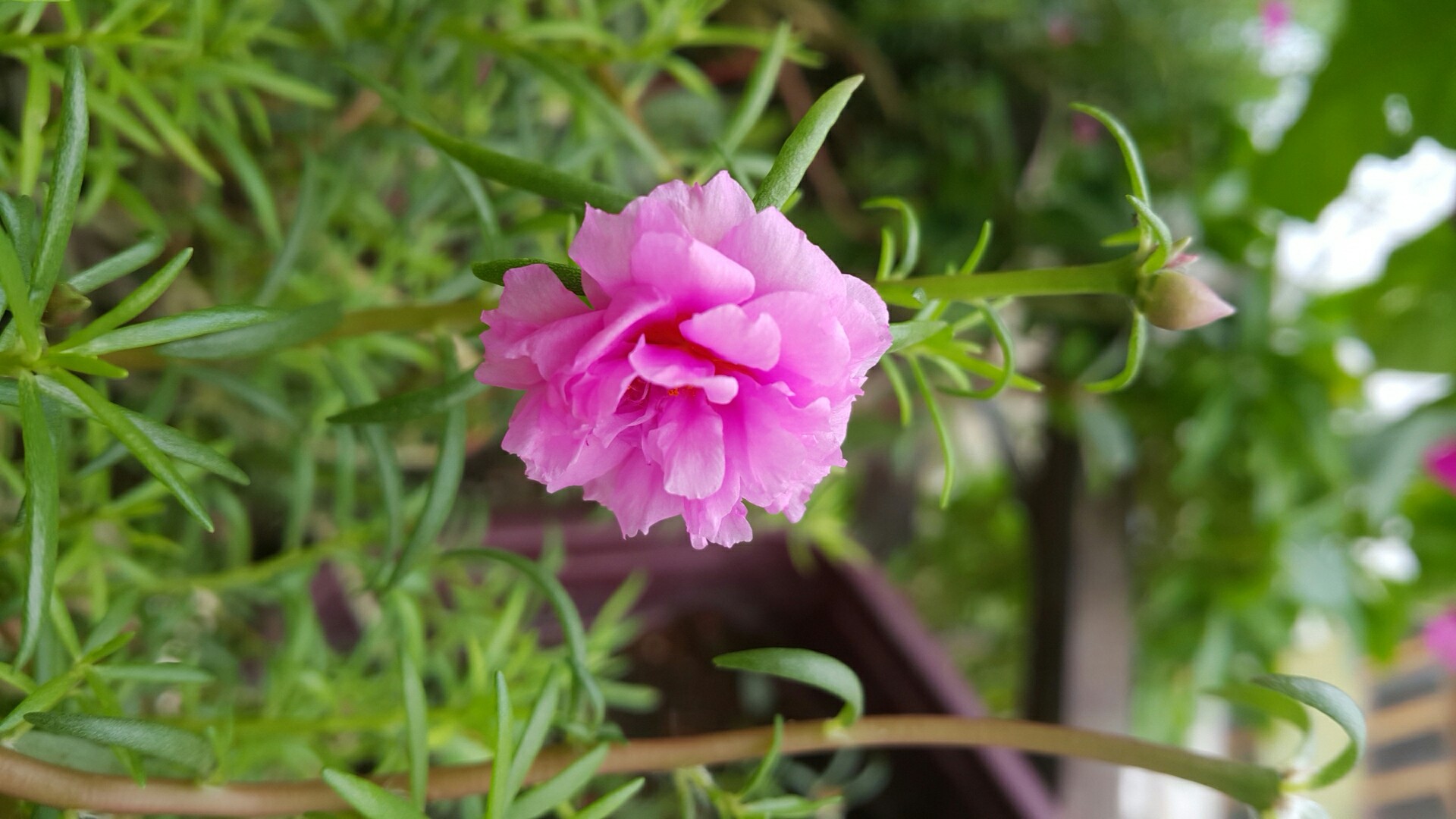 moss-rose-portulaca-grandiflora-flower-leaf-care-uses-picturethis