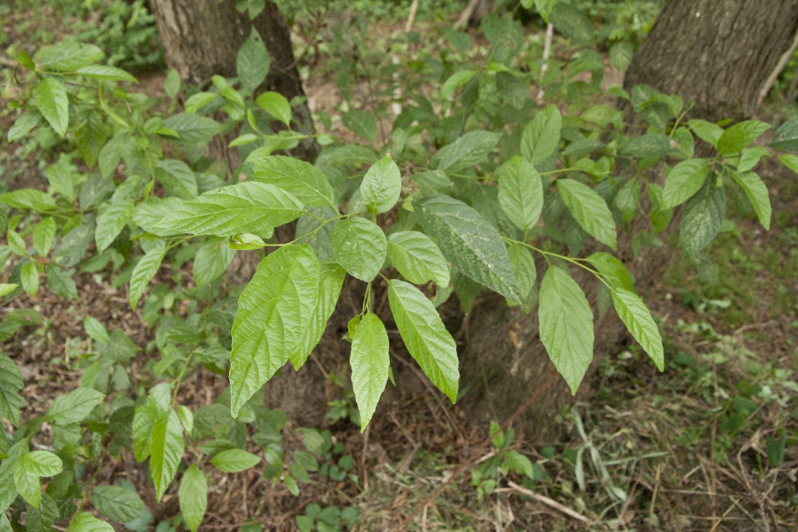 Ольха японская (Alnus japonica) - PictureThis