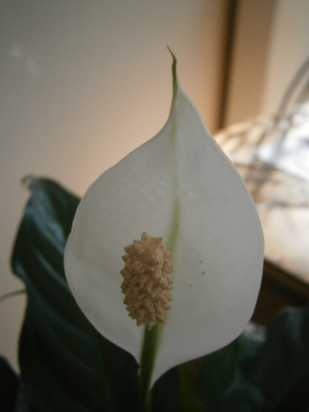 Lirio de la paz (Spathiphyllum cochlearispathum) - PictureThis