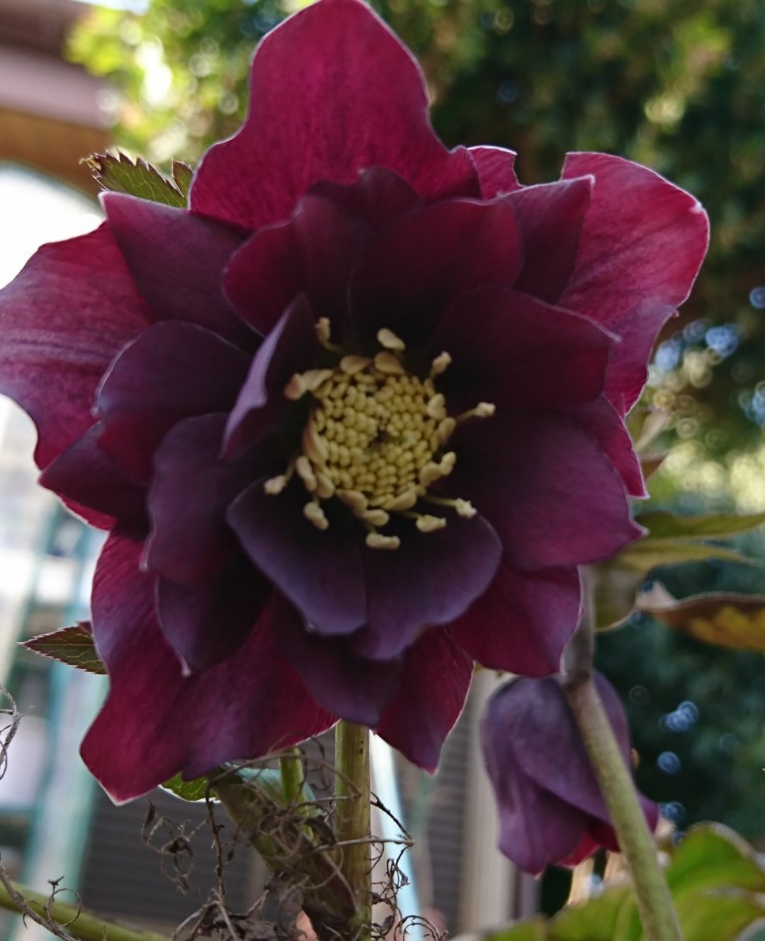 Learn How to Harvest Hellebores So They Won't Wilt in the Vase