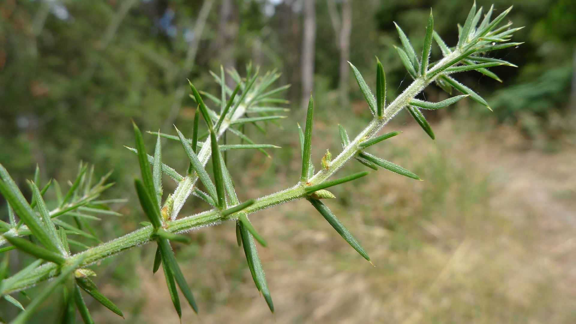 Мутовчатая акация (Acacia verticillata) - PictureThis