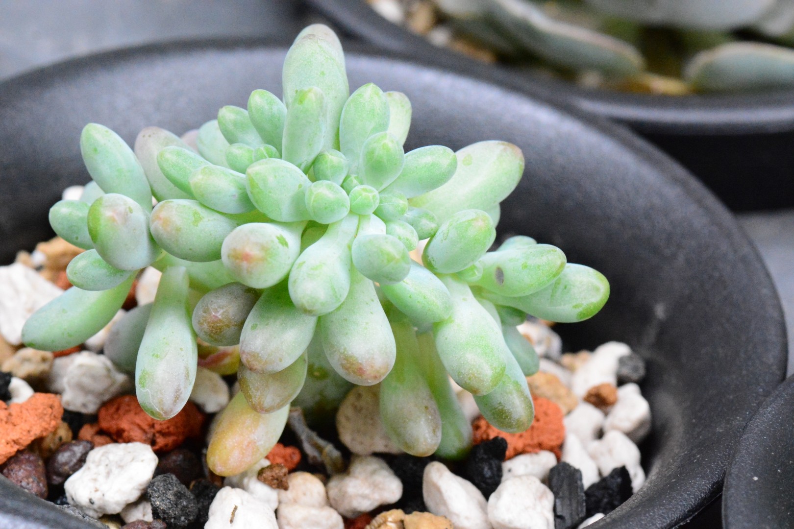 Очиток толстолистный (Sedum pachyphyllum) - PictureThis