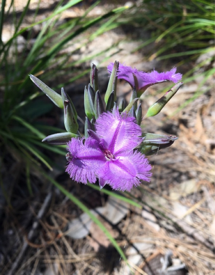 Thysanotus multiflorus