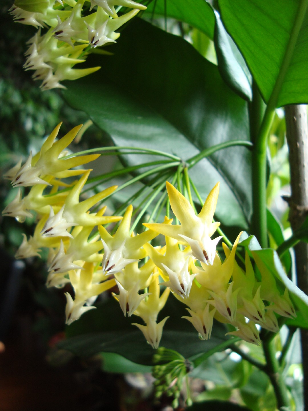 Хойя мультифлора (Hoya multiflora) - PictureThis