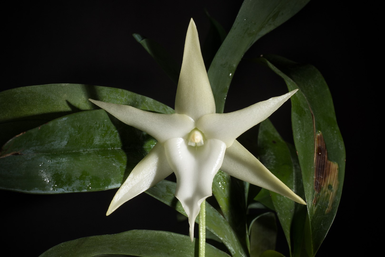 Orquídea de darwin (Angraecum sesquipedale) - PictureThis