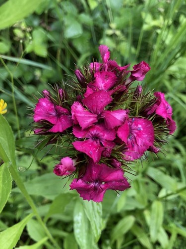 Œillet barbu, œillet du poète 'Indian Carpet