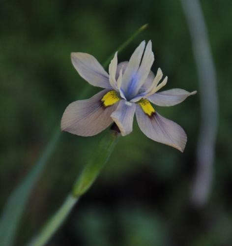 Moraea iridioides Flower Seeds