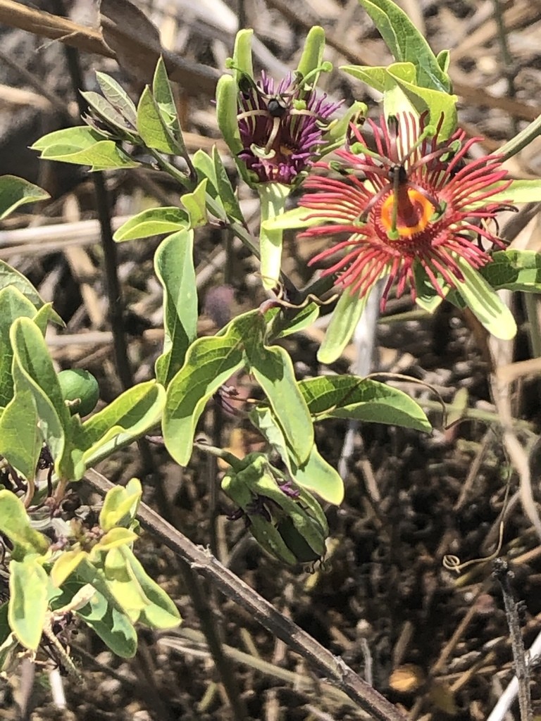 Mexican passionflower Care (Watering, Fertilize, Pruning, Propagation) -  PictureThis