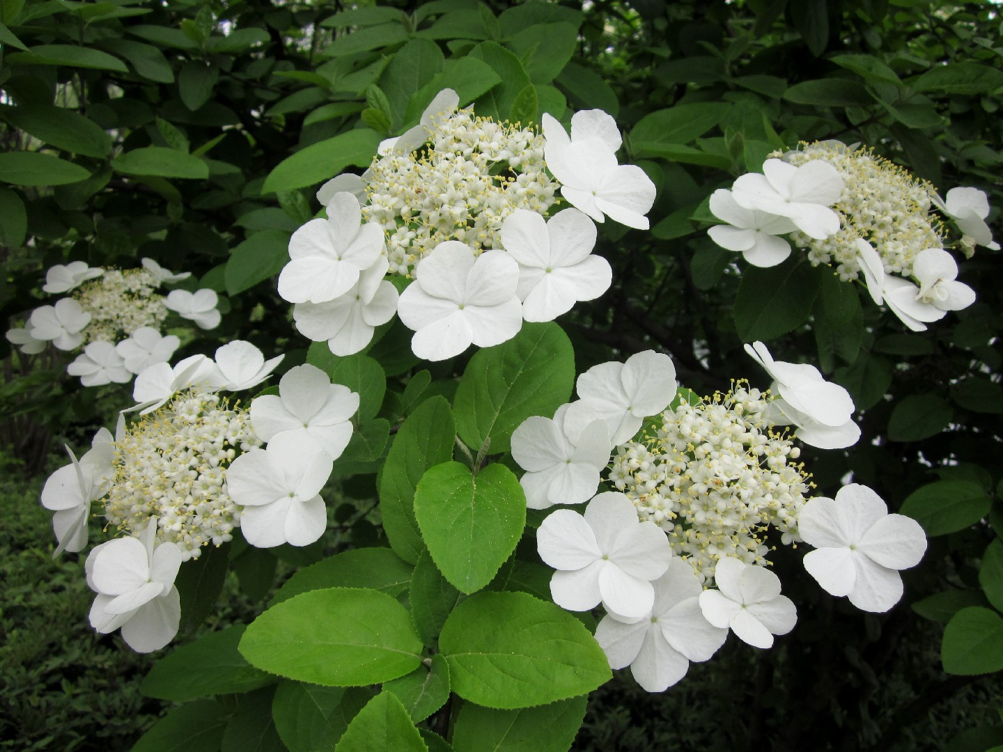 Viburnum macrocephalum - PictureThis