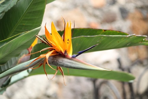 Ave del paraíso (Strelitzia reginae) - PictureThis