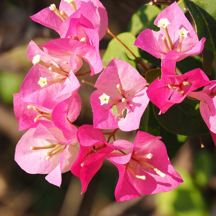 テリハイカダカズラ（照派筏葛） (Bougainvillea glabra) 花言葉，毒性