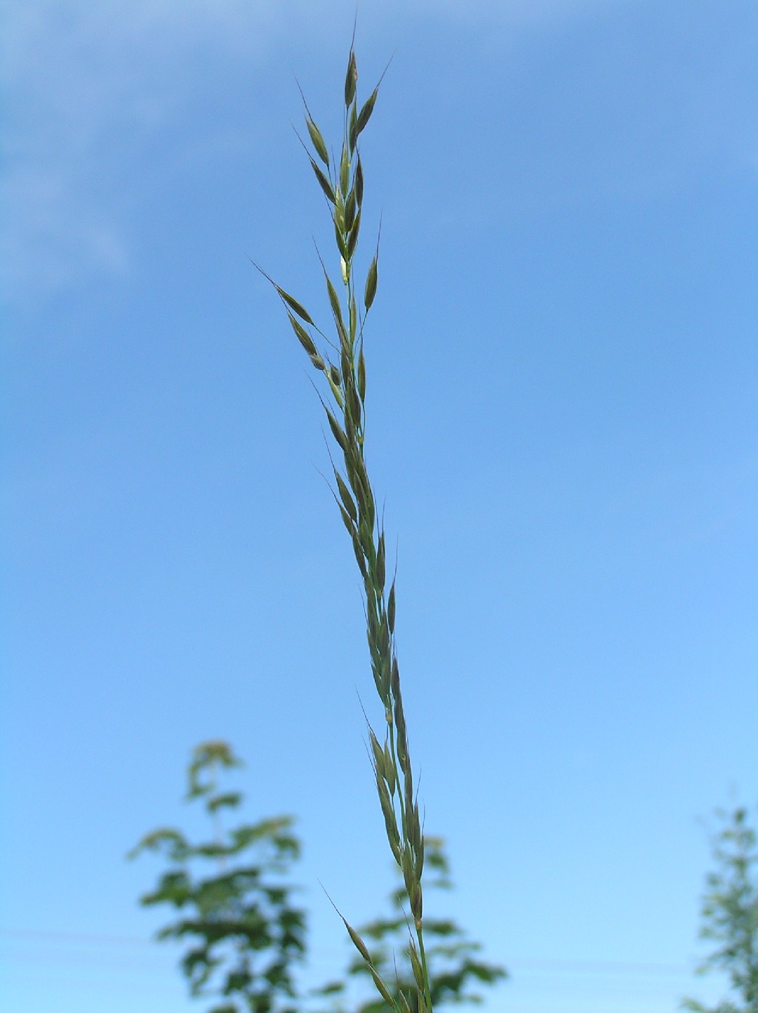 False place. Festuca arundinacea. Festuca arundinaeca. Festuca arundinacea перевод. Инен бетеге картинки.