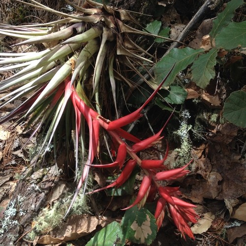 Airplants (Tillandsia) Flower, Leaf, Care, Uses - PictureThis